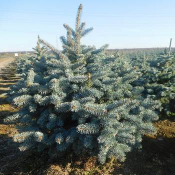 Ель колючая Picea pungens 'Blue Mountain'